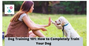Dog Training 101 How to Completely Train Your Dog