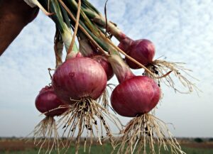 What Onions Can Do for Your Health